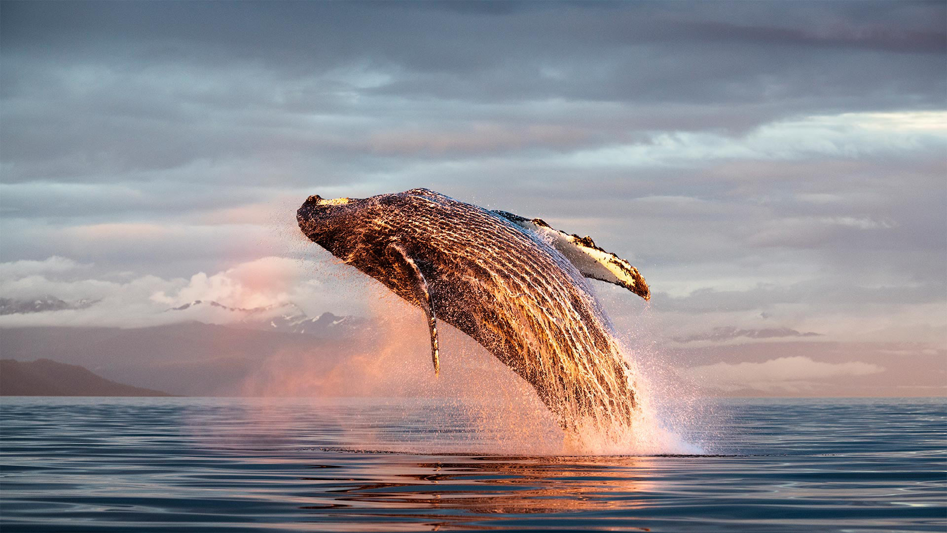 北太平洋弗雷德里克海峽中的座頭鯨衝出海面 阿拉斯加 C Tony Wu Minden Pictures 必應壁紙