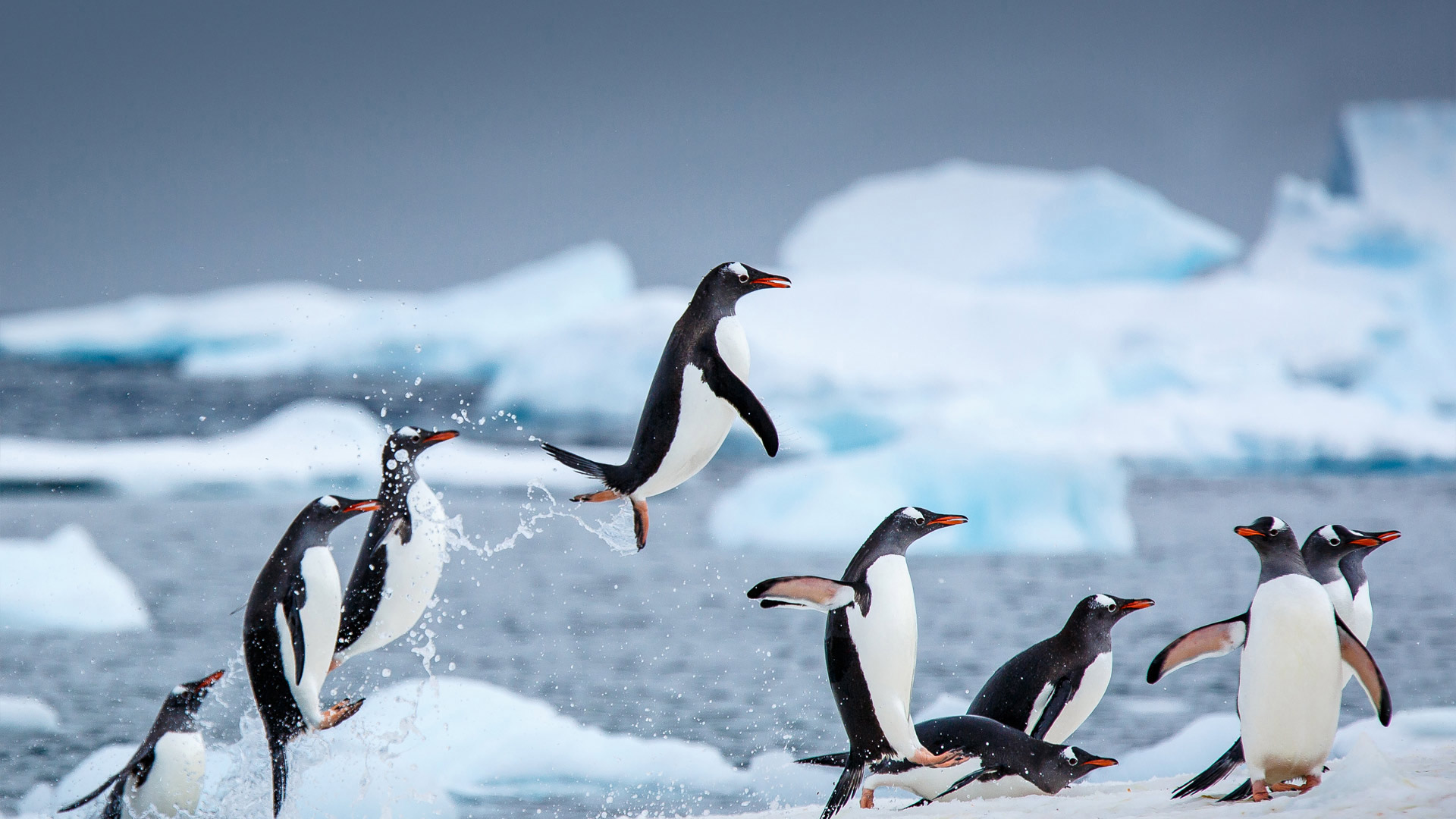 南極丹科島附近的巴布亞企鵝 C David Merron Getty Images 必應壁紙